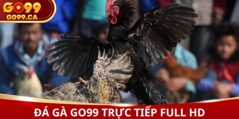 Đá gà GO99 với đường truyền tải trực tiếp full HD